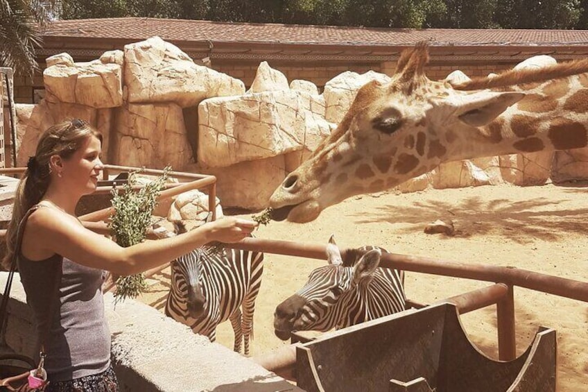 Discover the beauty of Emirates Park Zoo, where lush surroundings and fascinating wildlife come together for an unforgettable adventure.