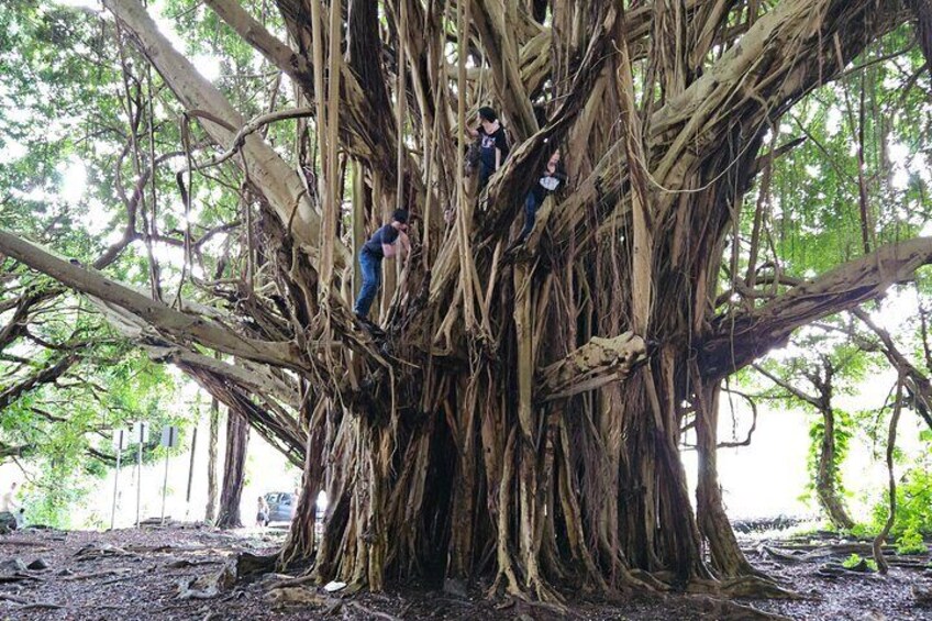 1/4 acre Banyan Tree at Rainbow Falls Waterfall Hilo