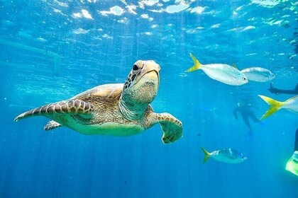 Explora Abu Dabbab Snorkeling con Tortugas y Dugong - Hurghada