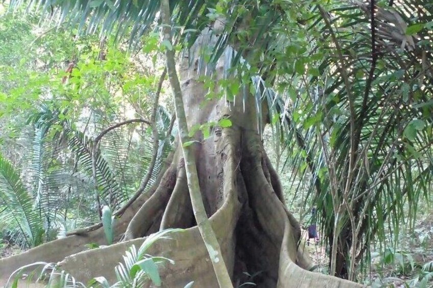 Indigenous Blessing Ceremony and Jungle Walk