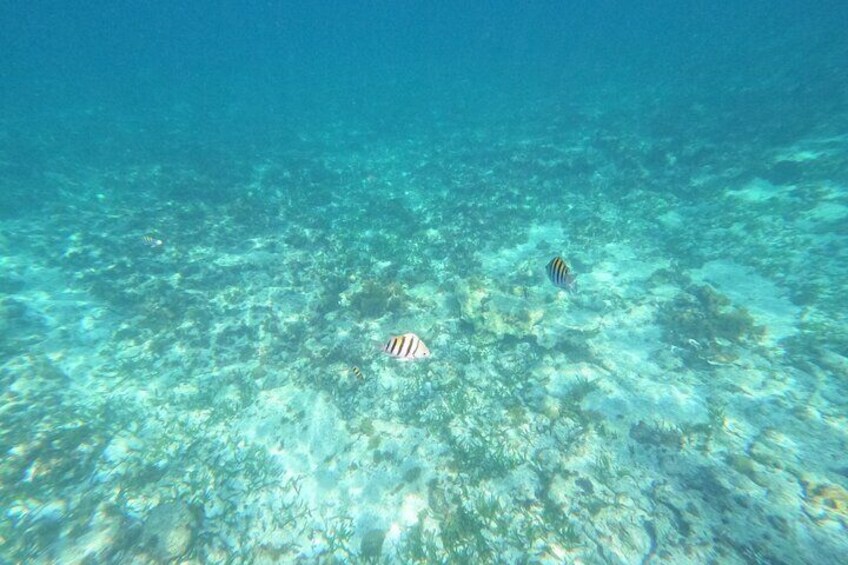 Isla Mujeres Catamaran Snorkel and Buffet Tour