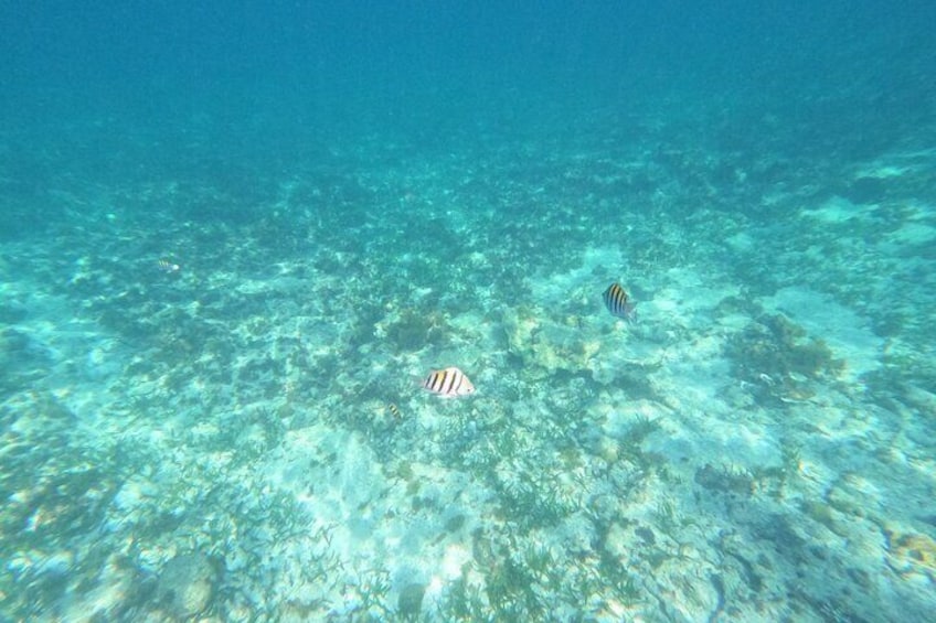 Isla Mujeres Catamaran Snorkel and Buffet Tour