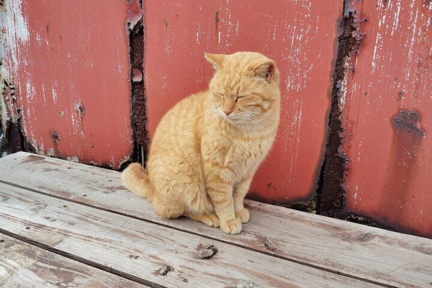 Ainoshima Island Private Cat Tour with Ferry Ride