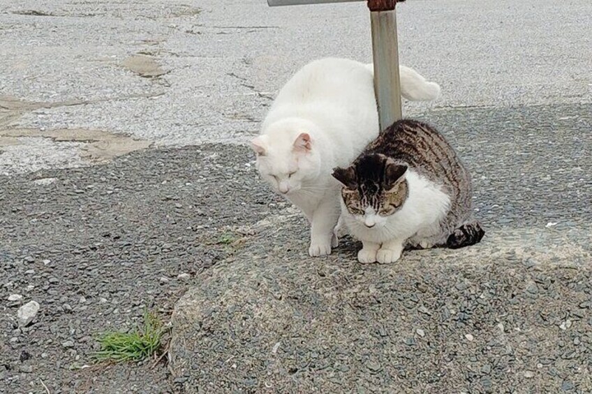 Ainoshima Island Private Cat Tour with Ferry Ride