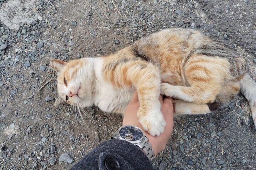 Ainoshima Island Private Cat Tour with Ferry Ride