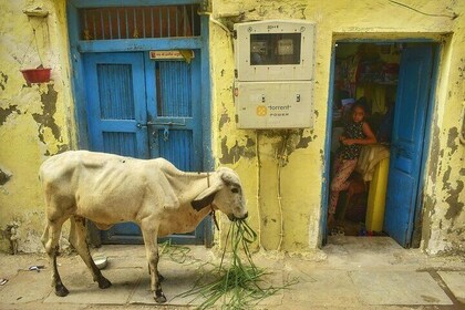 Heritage Walking Tour in Ahmedabad for an Immersive Experience