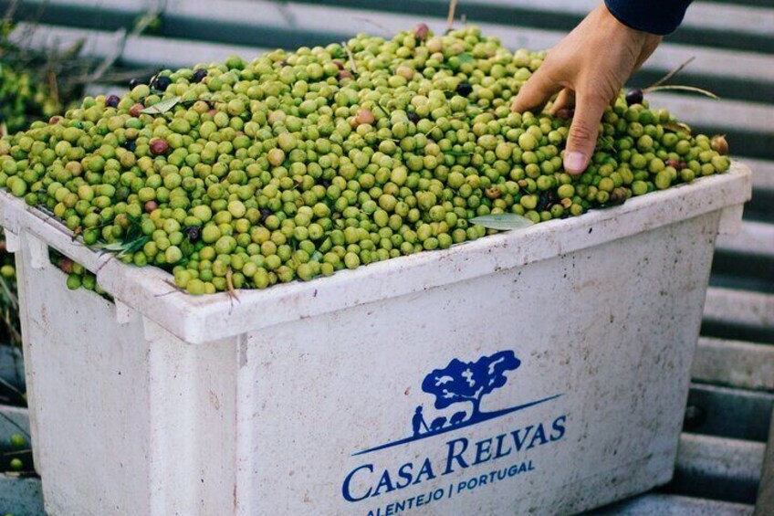 Discover Wine and Olive Oil Making Process