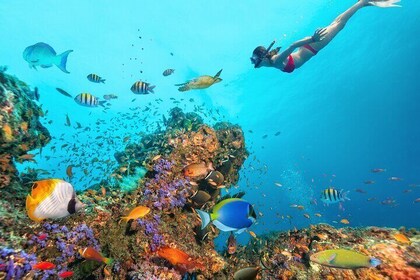 Korallengarten Ganztägige Schnorcheltour mit Mittagessen : Marsa Alam