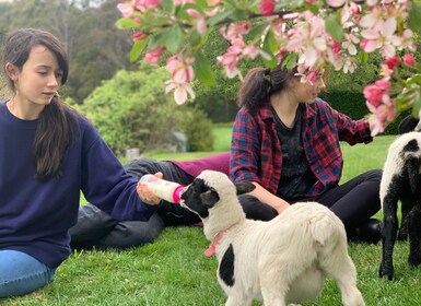 Oberon: Breaky with The Crew - Animal Lover Experience!