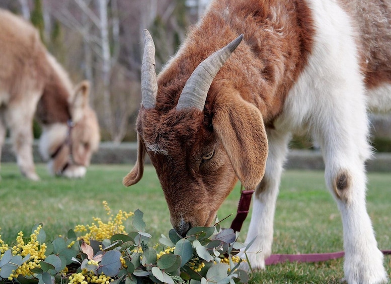 Picture 1 for Activity Oberon: Breaky with The Crew - Animal Lover Experience!