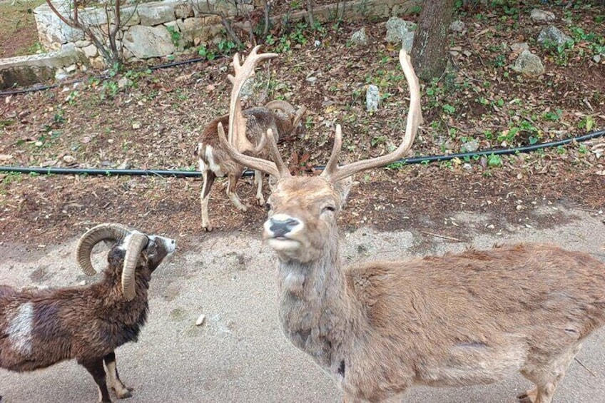 Safari Zoo Adventure and Ostuni Visit in Mini Van