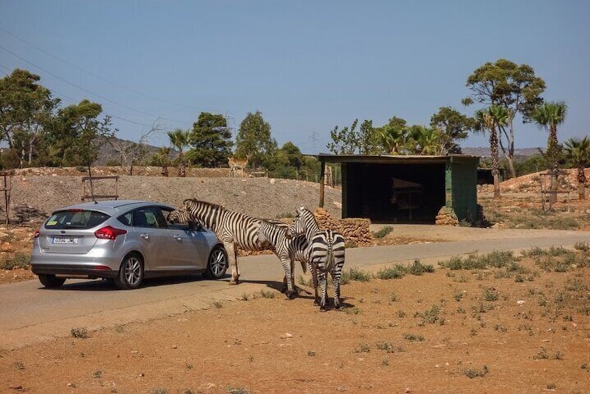 Safari Zoo Adventure and Ostuni Visit in Mini Van