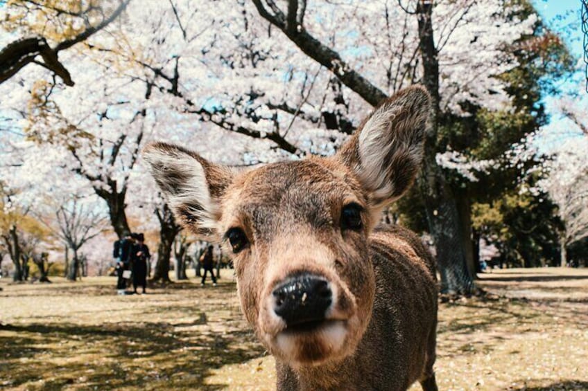 Nara and Kyoto Customized Private Tour with Luxury Vehicle