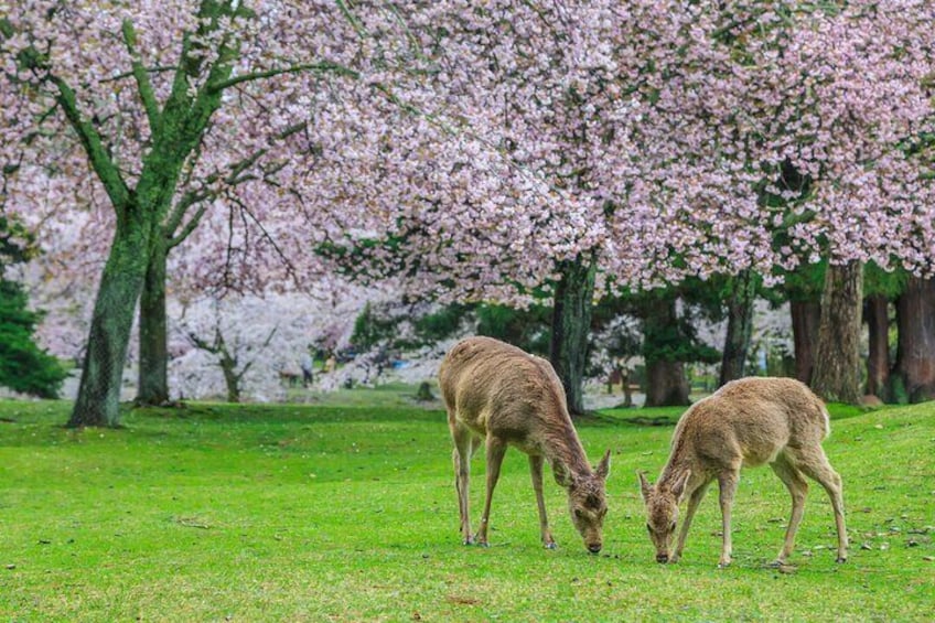 Nara and Kyoto Customized Private Tour with Luxury Vehicle