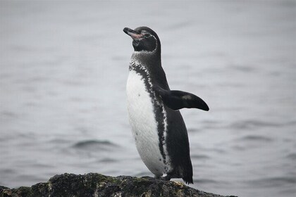 10 Days Galapagos Island Hopping Tour