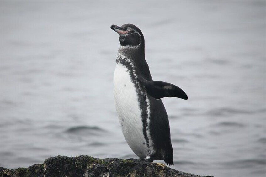 Galapagos penguin 