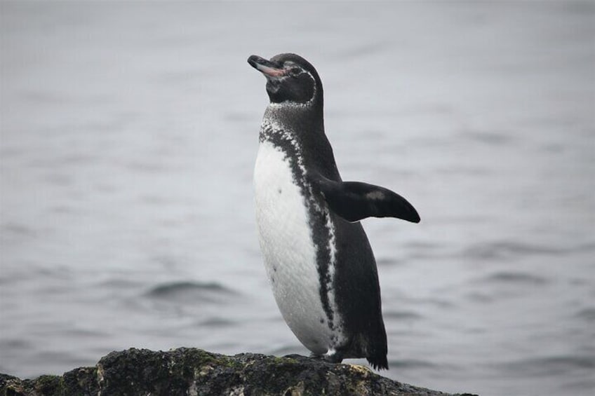 Galapagos penguin