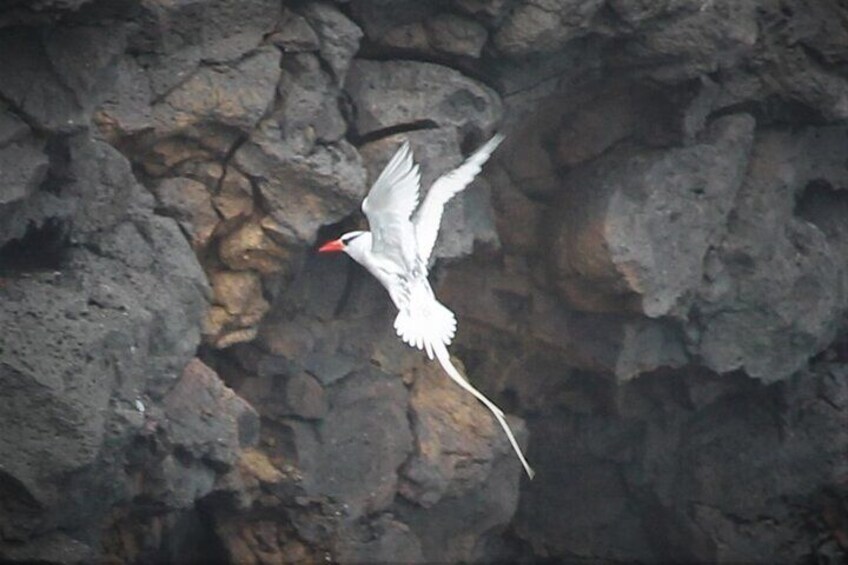 Tropical Bird