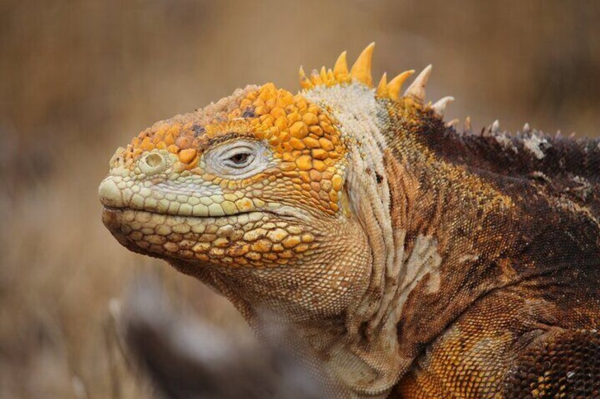 Land Iguana 