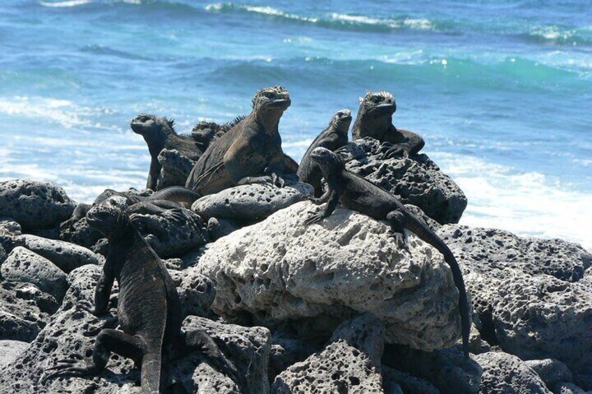 Sea Iguanas