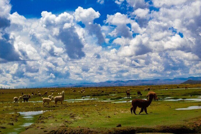 Colca Canyon Day Trip with Transfer to Puno