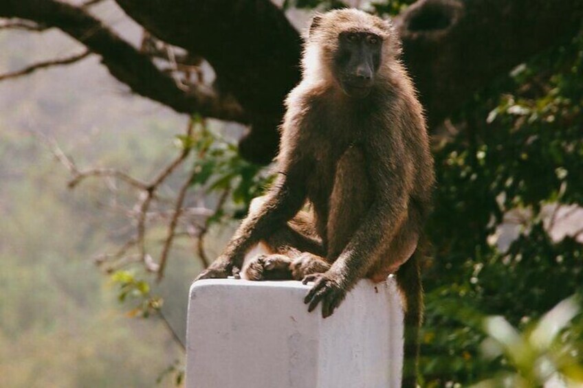 Meet the 2nd to humans! Baboons are diurnal and terrestrial, but sleep in trees, or on high cliffs or rocks at night, away from predators. They are found in open savannas and woodlands across Africa.