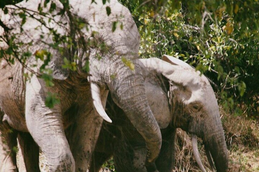 Make use of the opportunity to see our best friends in Mole national park. Naaya Tours presents to you the Largest land mammals…. The Elephants.