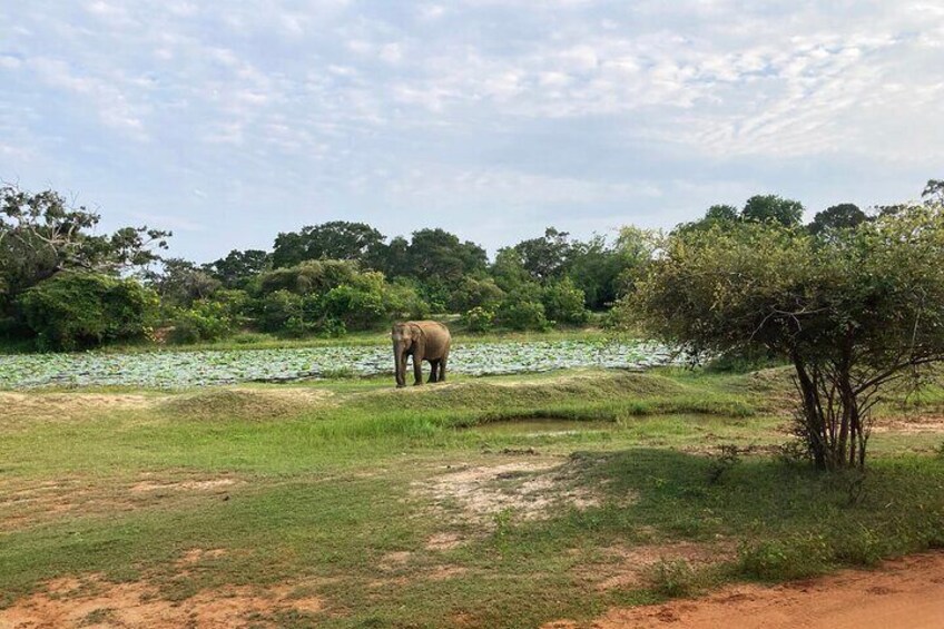 Yala National Park All Inclusive Jeep Safari Tour From Hambantota