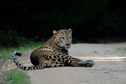 從漢班托塔(Hambantota)出發的Yala National Park All Inclusive Jeep Safari Tour