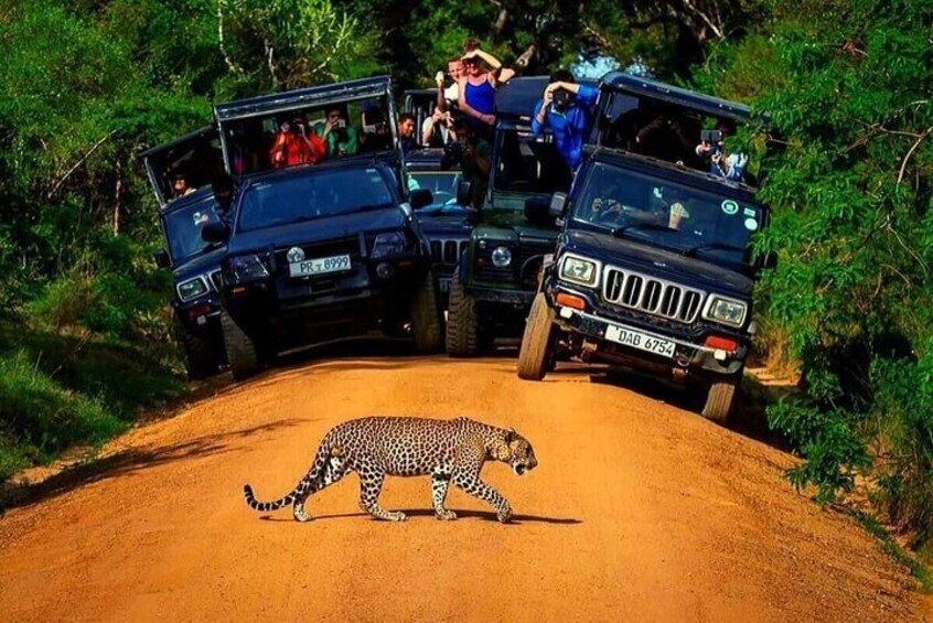 Yala National Park All Inclusive Jeep Safari Tour From Hambantota