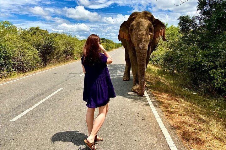 Yala Safari Tour Morning Evening and Full Day 