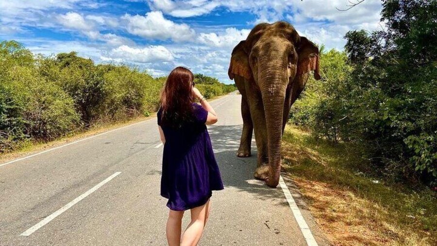 Yala Safari Tour Morning Evening and Full Day