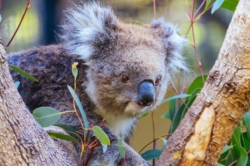 Australian Wildlife
