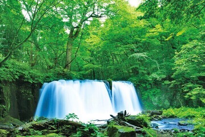 1-Day Hachinohe Tour, Seafood Market, Oirase Gorge & Lake Towada