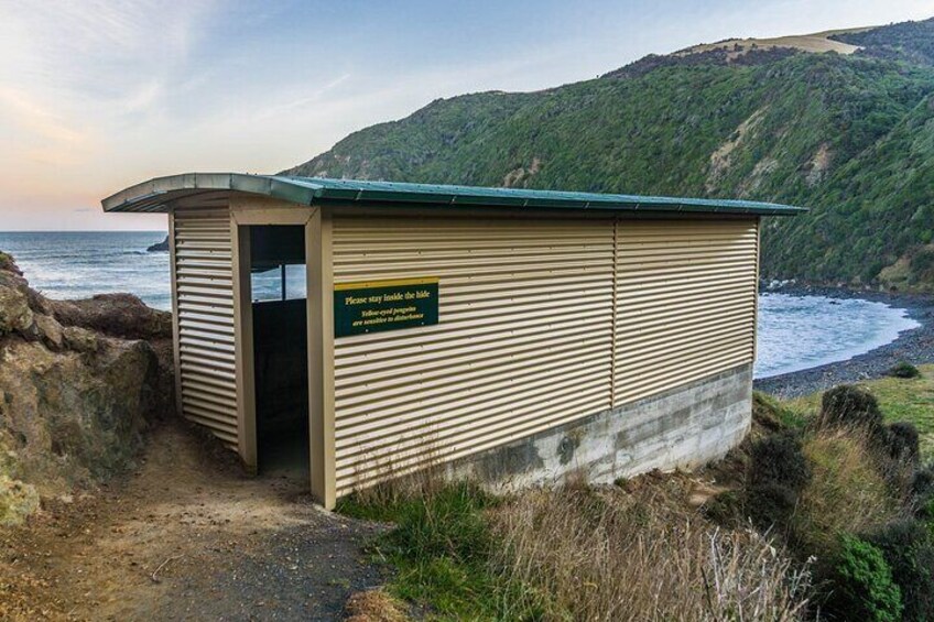 Nugget Point and Cathedral Caves Private Tour from Dunedin