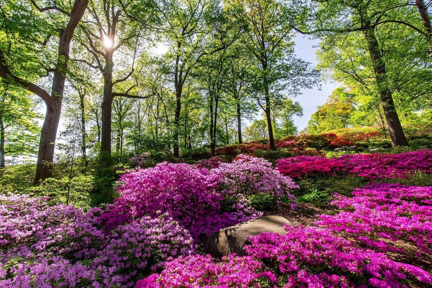 Picture 4 for Activity NYC: New York Botanical Garden Pass with Orchid Show Option
