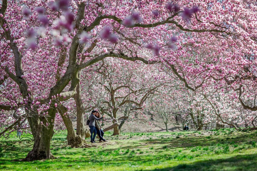 Picture 7 for Activity NYC: New York Botanical All-Garden Pass Entry ticket