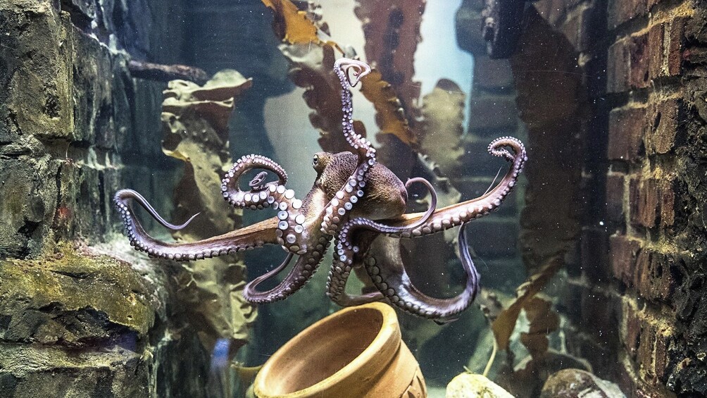 SEA LIFE Paris Admission Ticket