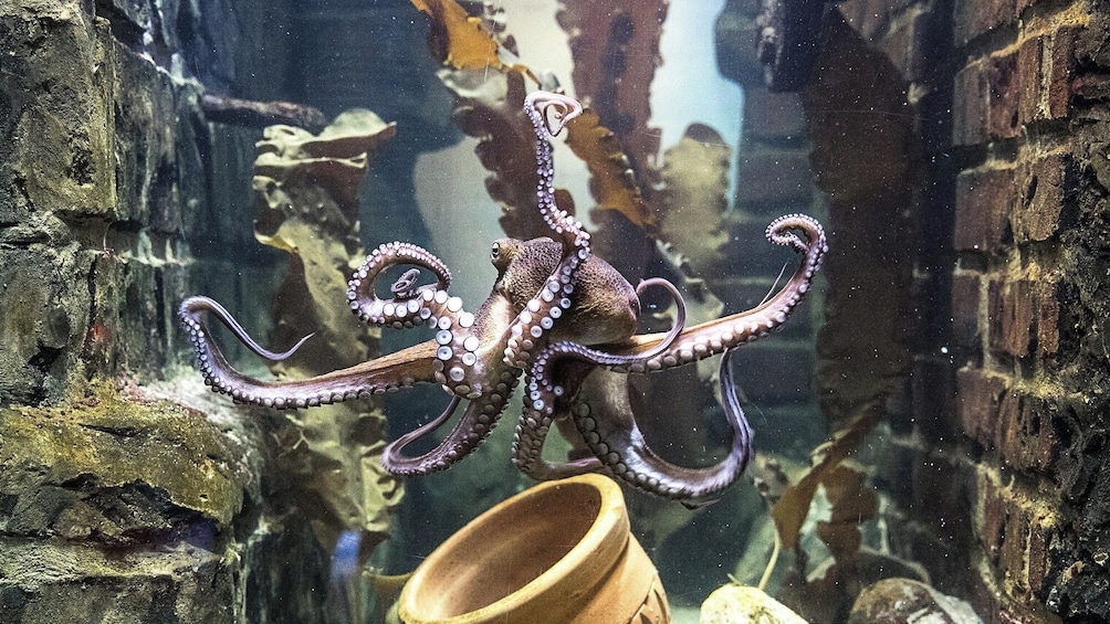 SEA LIFE Paris Admission Ticket