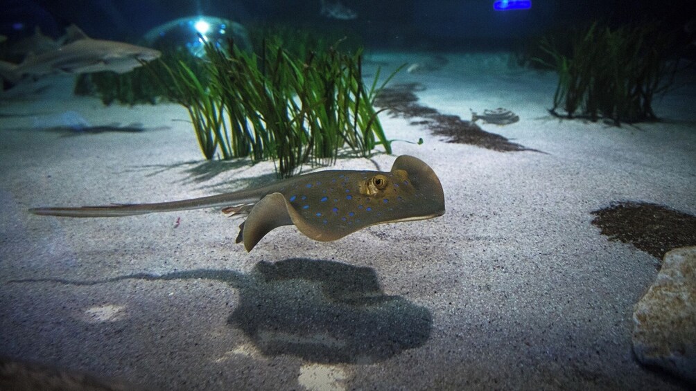 SEA LIFE Paris Admission Ticket