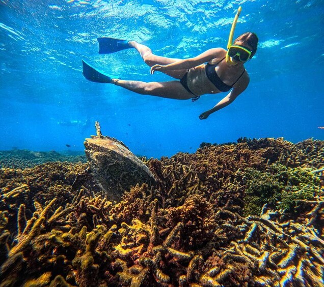 Picture 4 for Activity Trincomalee: Private Snorkeling Tour at Pigeon Island