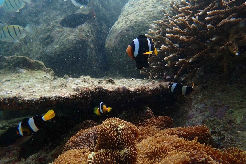 Picture 4 for Activity Trincomalee: Private Snorkeling Tour at Pigeon Island
