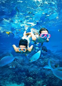Trincomalee: Private Snorkelling Tour at Pigeon Island