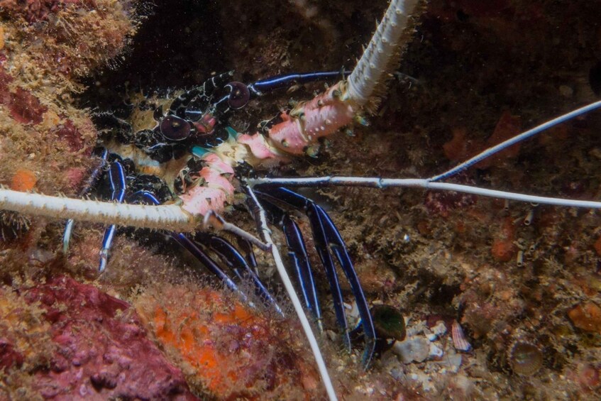 Picture 5 for Activity Trincomalee: Private Snorkeling Tour at Pigeon Island
