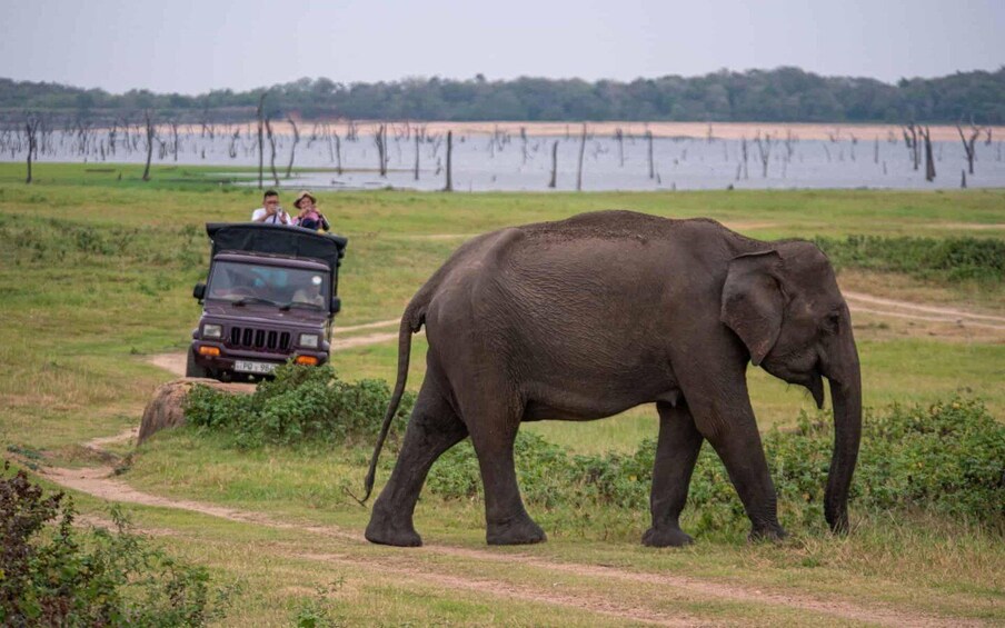Trincomalee to Sigiriya:Rural Village Tour & Elephant Safari