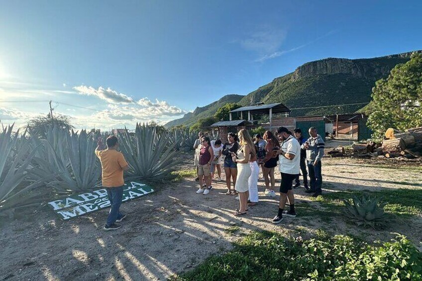Maguey field for the production of mezcal.