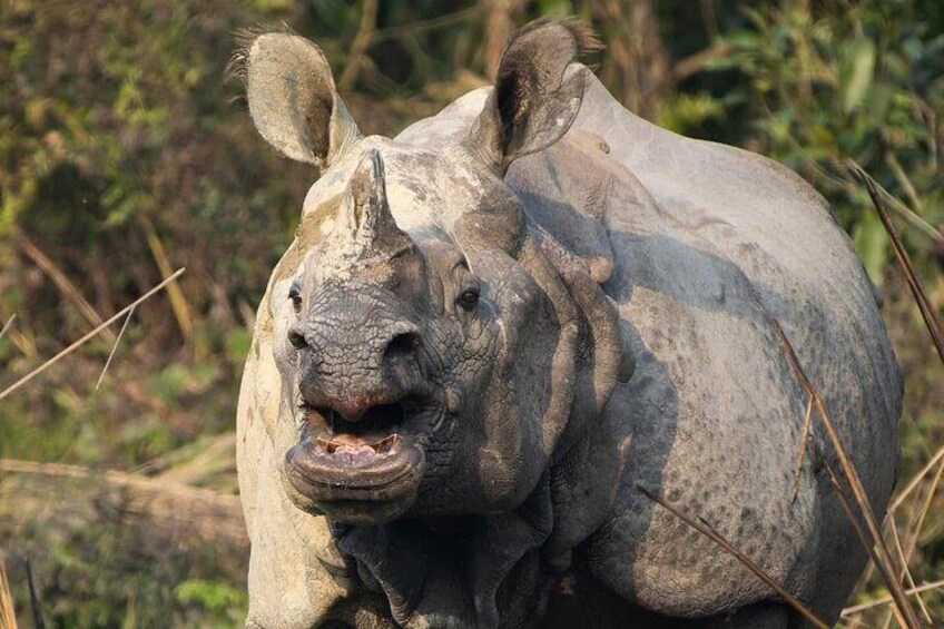 5Nights 6Days Bardia Tiger Encounter Tour II Bardia National Park