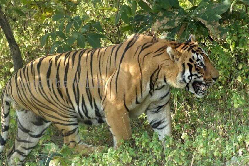 5Nights 6Days Bardia Tiger Encounter Tour II Bardia National Park