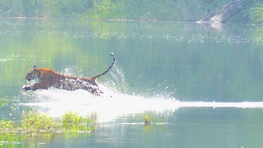 Tiger in Lens of Naturalist Keshab Sapkota .