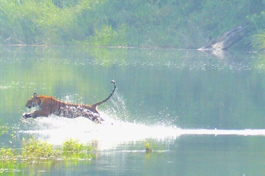 Tiger in Lens of Naturalist Keshab Sapkota .